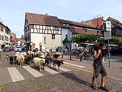 Séjour de randos et de tourisme en Alsace à Obernai (Bas-Rhin)
